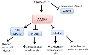 Nghiên cứu mới về protein kinase được kích hoạt bằng AMP có thể giúp điều trị ung thư hiệu quả hơn
