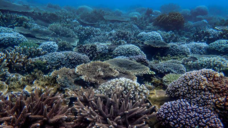 Nghiên cứu cho thấy tình trạng tẩy trắng làm cản trở sinh sản và khả năng phục hồi của san hô