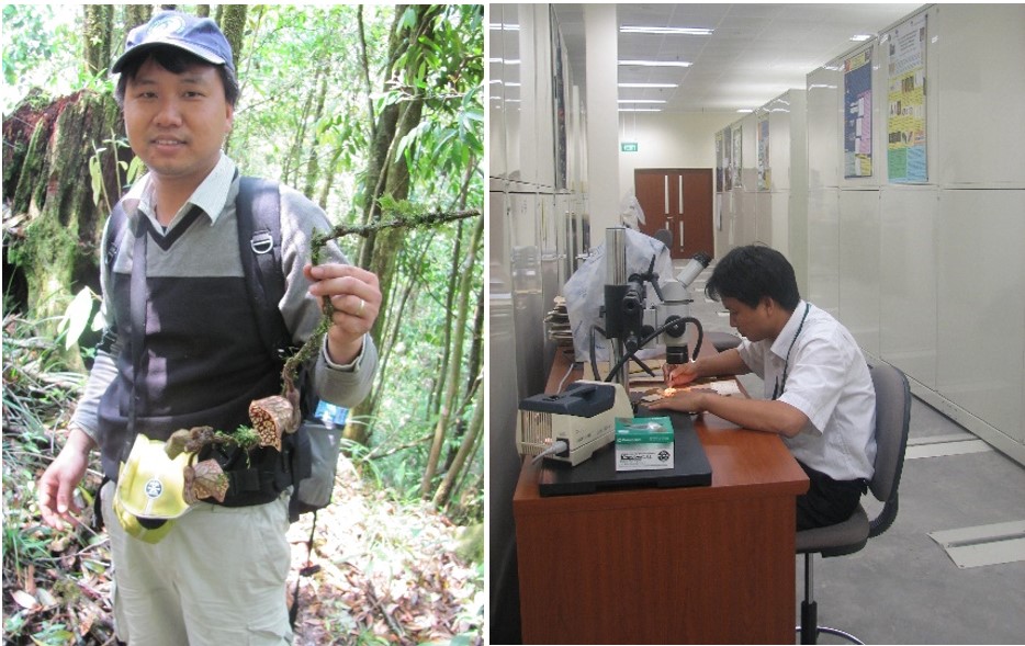 Phát hiện 4 loài Mộc hương mới tại Việt Nam