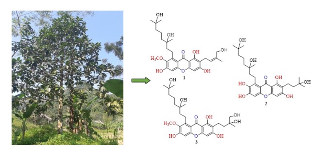 Nghiên cứu mới về hai loài cây thuốc tiềm năng Tai chua và Trai lý